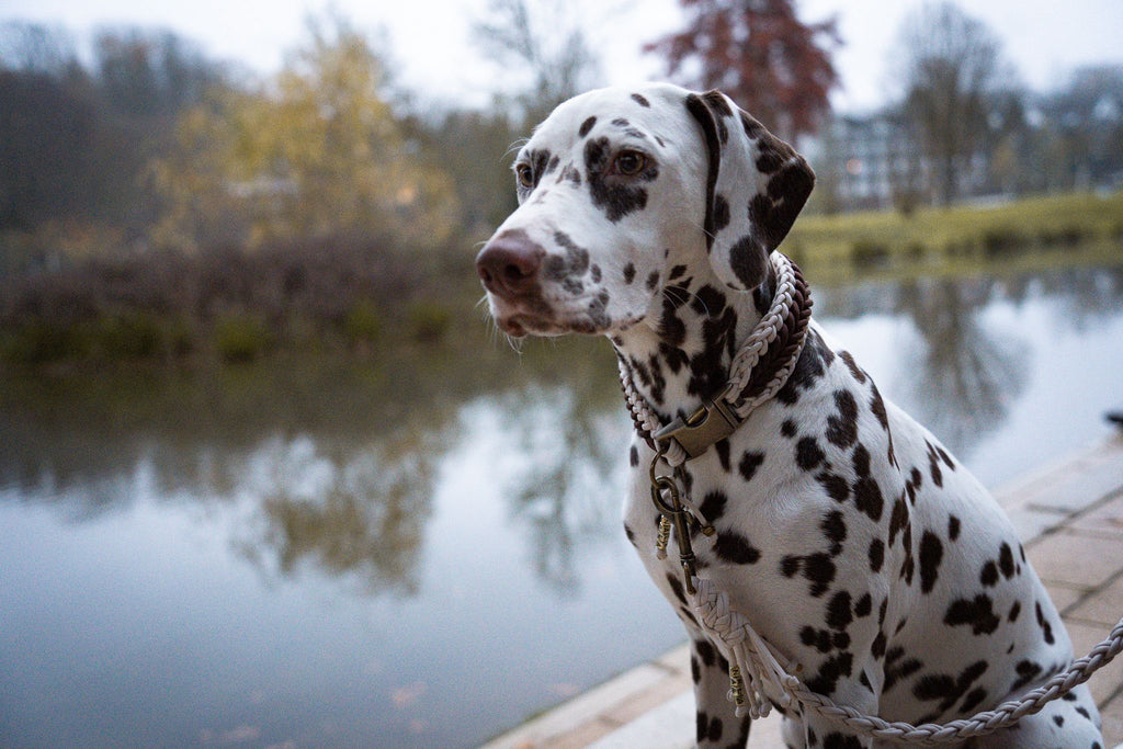 Classic Halsband Nala🤎