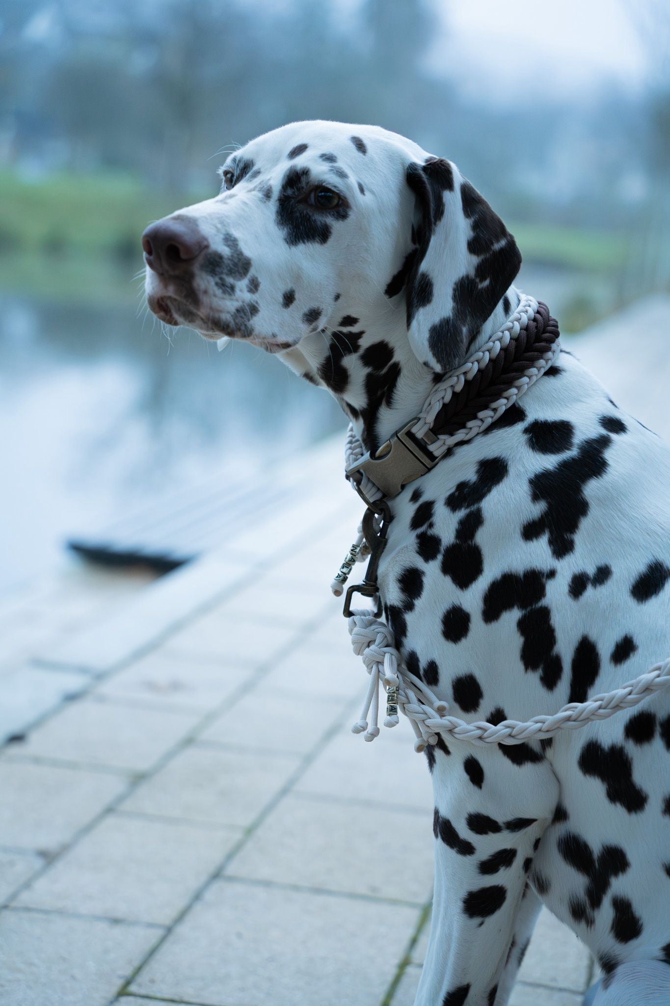 Classic Set Nala  🤎✨