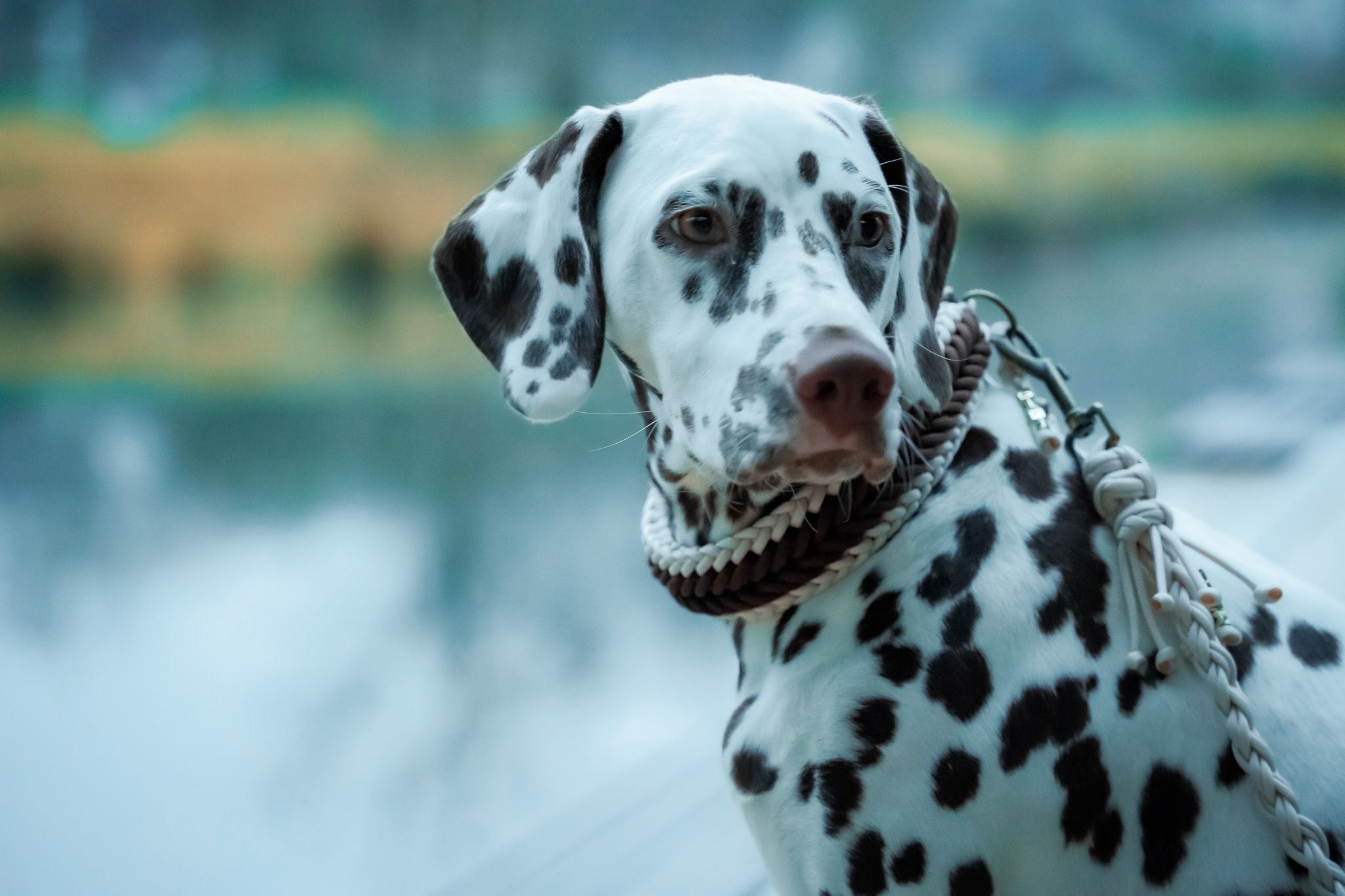 Classic Halsband Nala🤎