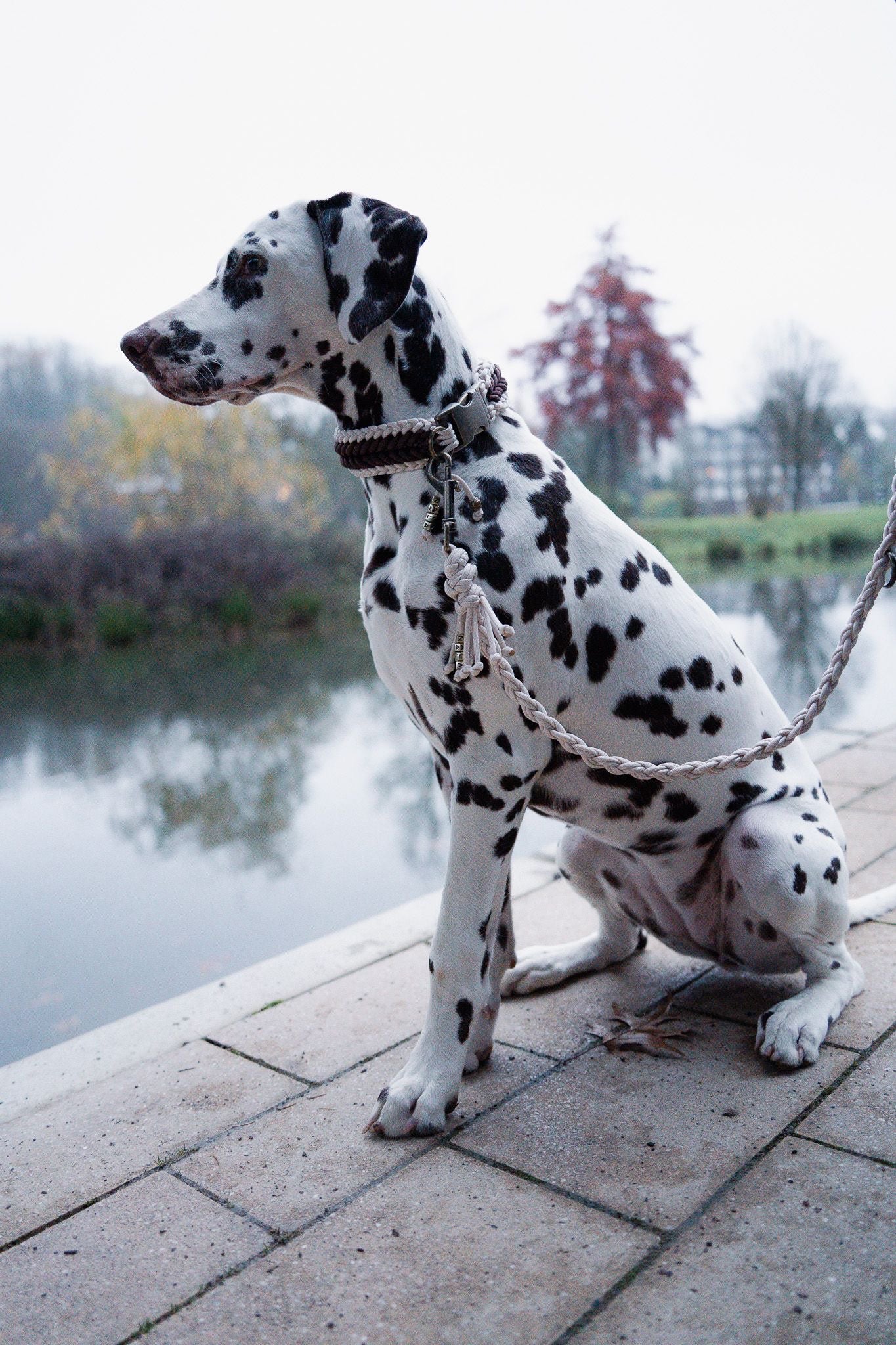 Classic Leine Nala 🤎