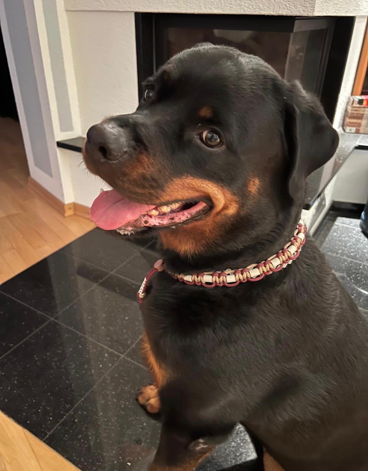 Individuelles EM - Keramikhalsband